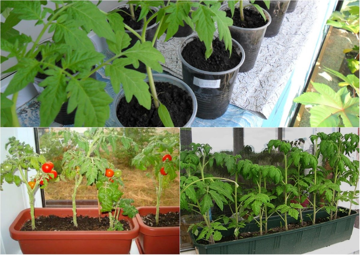 Выращиваем томаты на балконе: лучшие сорта и правила ухода за помидорами